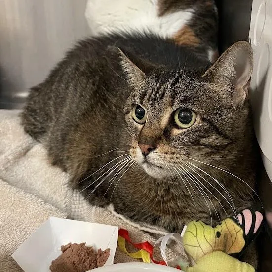 An adult extra large-sized female Brown / Chocolate Domestic Short Hair cat named Timmy for adoption in Port Charlotte, FL
