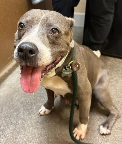 An adult medium-sized female Pit Bull Terrier dog named Mushu for adoption in Honolulu, HI