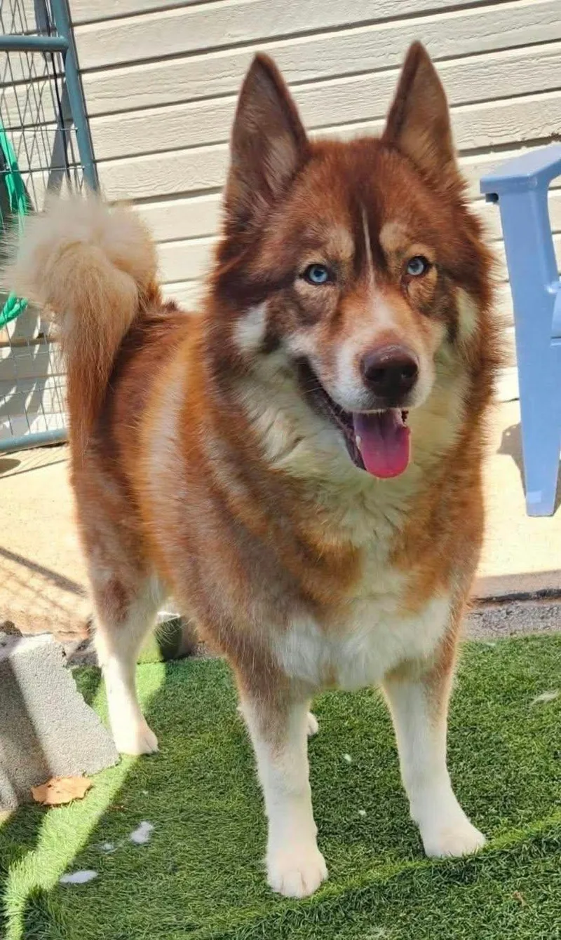 An adult medium-sized female Husky dog named Willow for adoption in Newport, TN