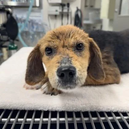 An adult medium-sized male Hound dog named Dairy for adoption in Kansas City, MO