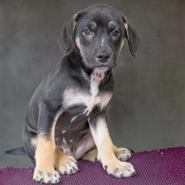 Dakota