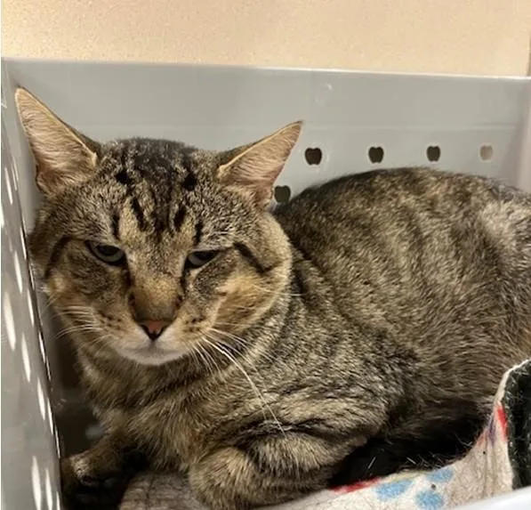 A young medium-sized male Domestic Short Hair cat named Ziggy for adoption in Springfield, MA