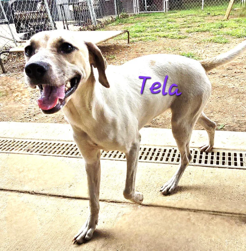 A young medium-sized female White / Cream Italian Greyhound dog named Tela for adoption in Athens, AL