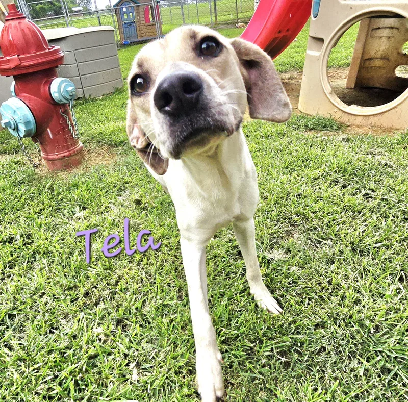 Tela thumbnail 2