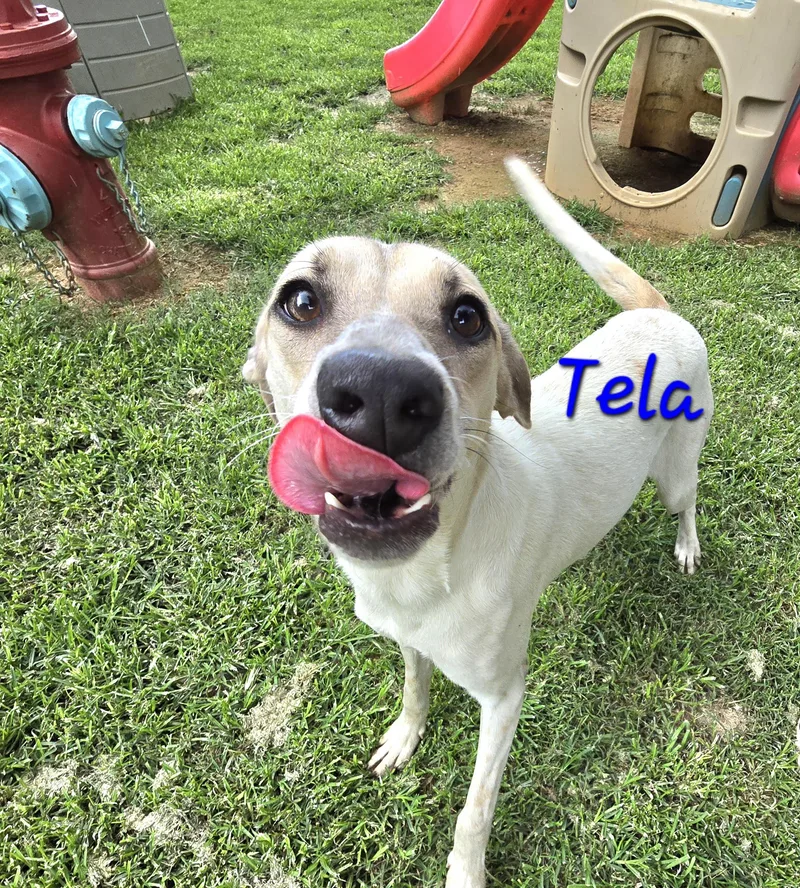 Tela thumbnail 3