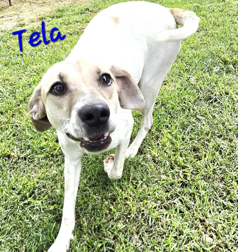 Tela thumbnail 4