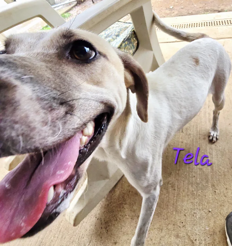 Tela thumbnail 6
