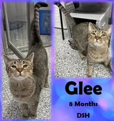 A young medium-sized female Tabby (Brown / Chocolate) Domestic Short Hair cat named Glee for adoption in Franklin, IN