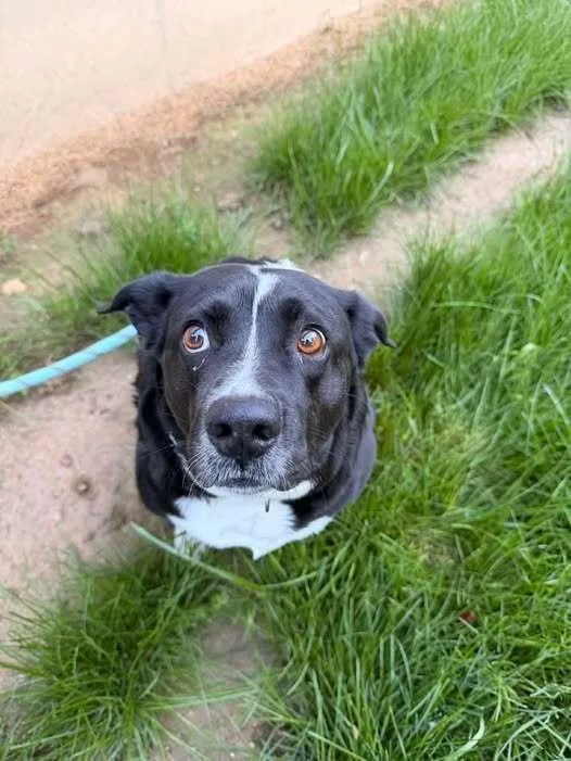 An adult medium-sized female Australian Shepherd dog named Chloe for adoption in Hillsboro, OH