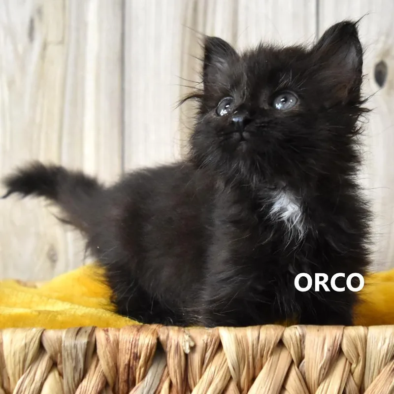 A baby small-sized female Black Domestic Medium Hair cat named Orco for adoption in Yuma, AZ