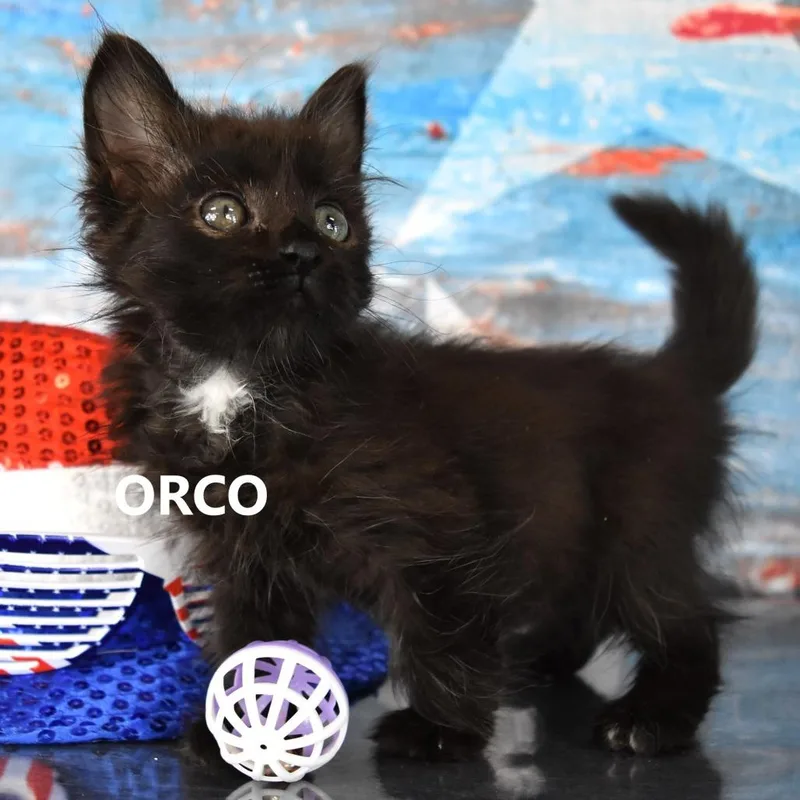 Orco thumbnail 2