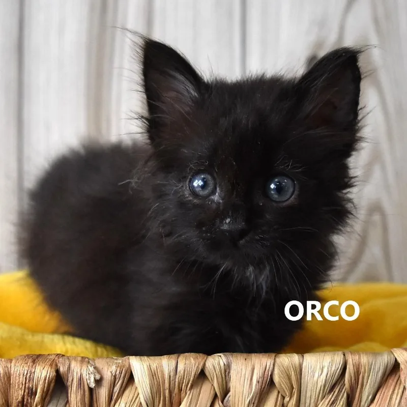 Orco thumbnail 3
