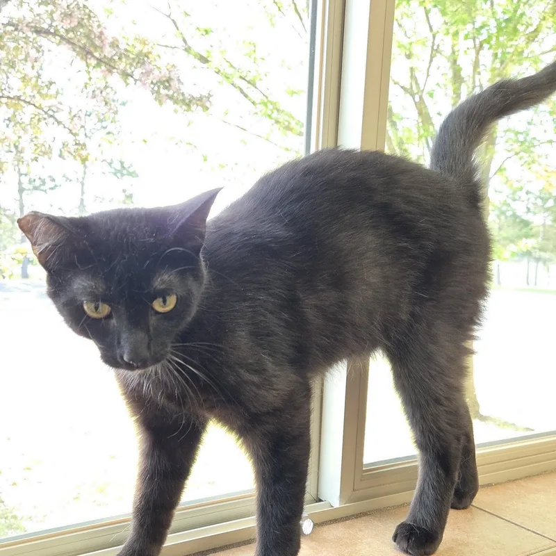 A young medium-sized male Black Domestic Short Hair cat named Grinch for adoption in Park Rapids, MN