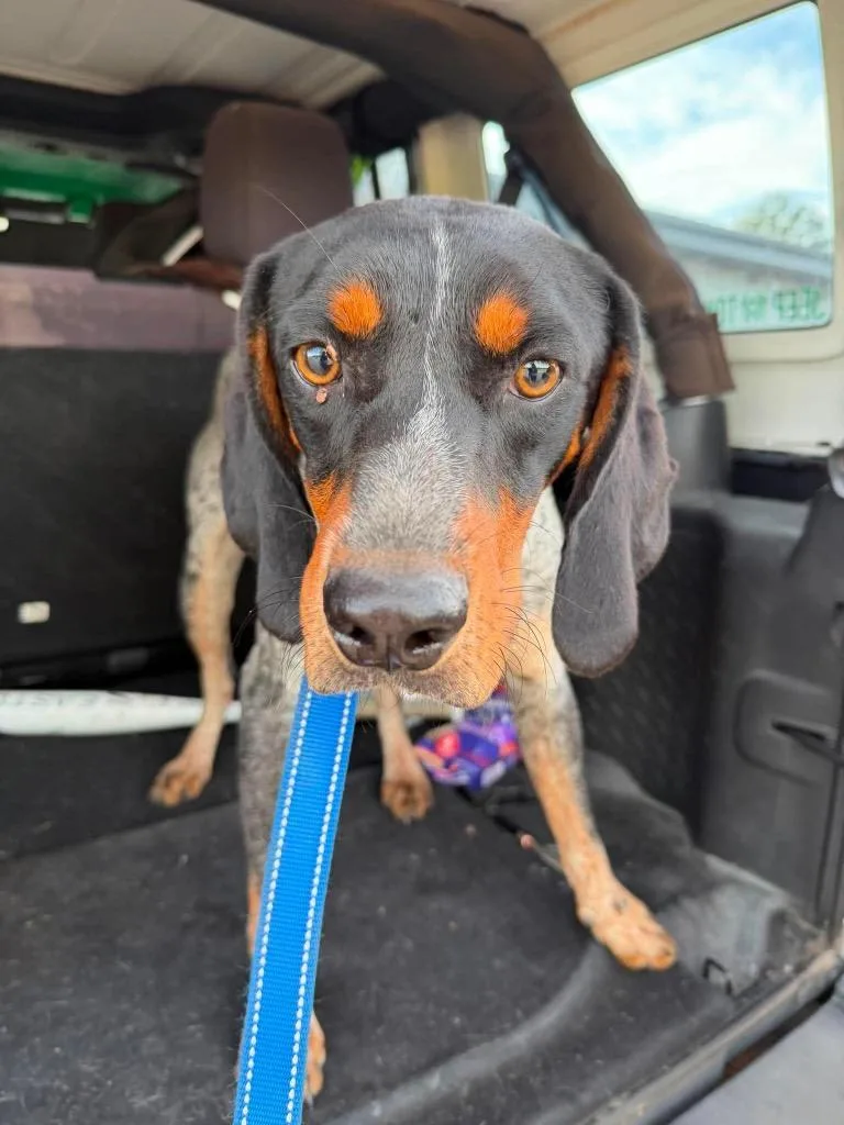 A young medium-sized male Bluetick Coonhound dog named Trigger for adoption in Greensburg, IN