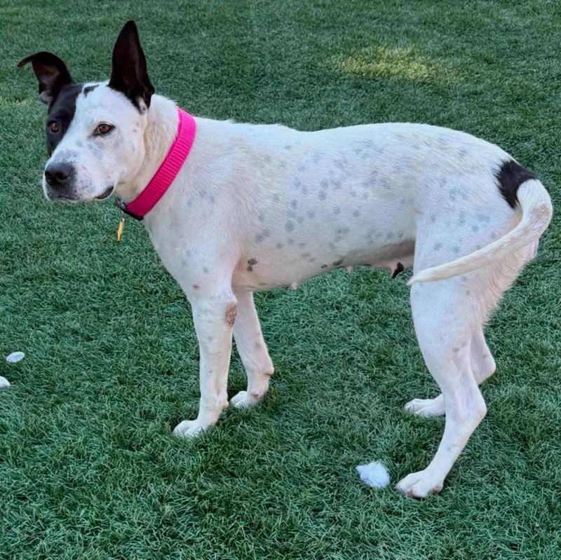 An adult medium-sized female White / Cream Pit Bull Terrier dog named Tennis Shoe for adoption in Sioux City, IA