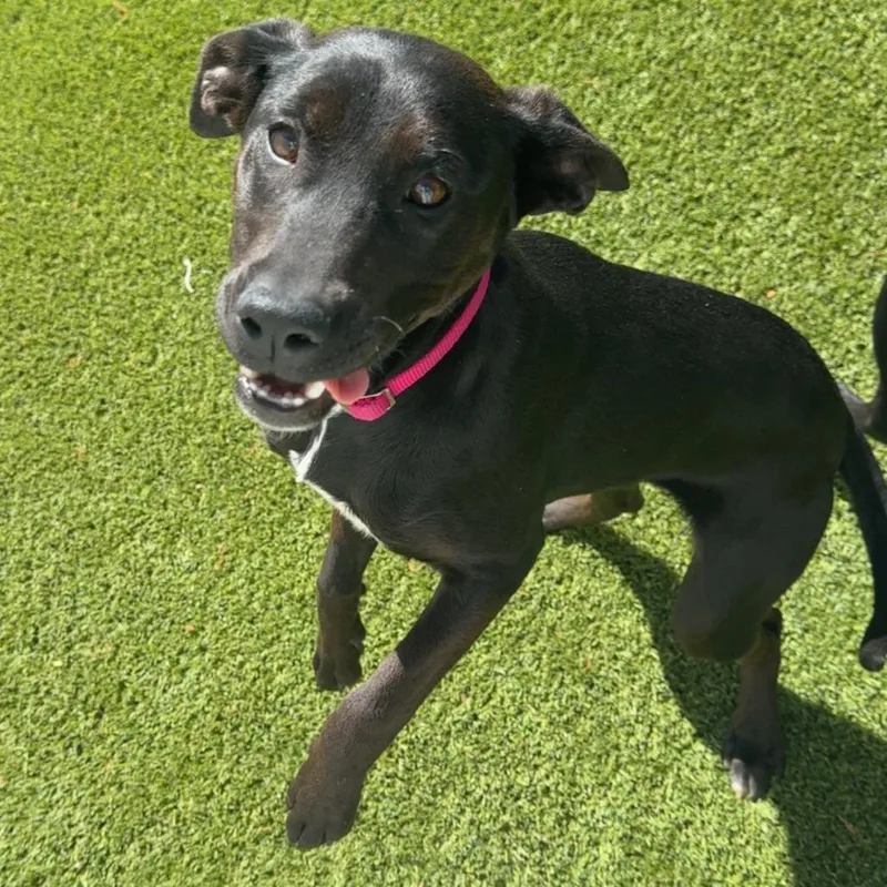 A young medium-sized female Black Labrador Retriever dog named Darla for adoption in LOXAHATCHEE, FL