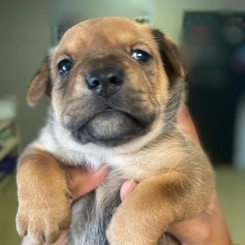 A baby small-sized female Brown / Chocolate Mixed Breed dog named Magi for adoption in Valley, AL