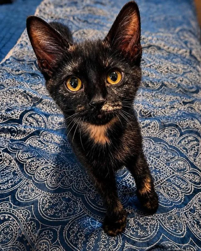 A young medium-sized female Tortoiseshell cat named Angel for adoption in Knoxville, TN