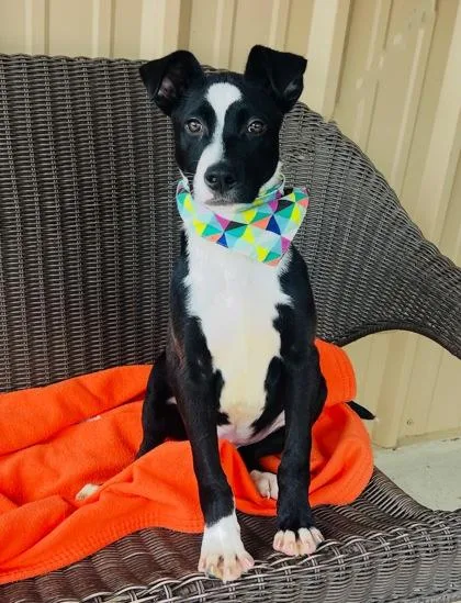 Pickles $ thumbnail 2