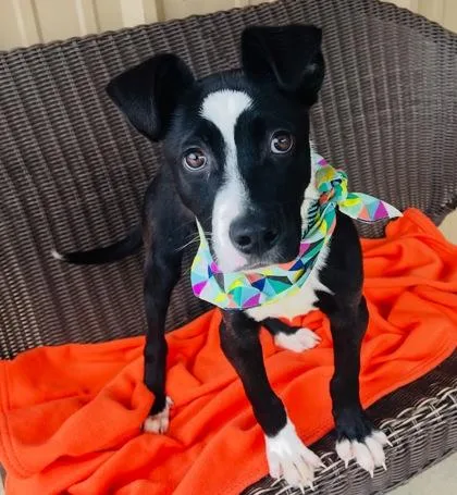 Pickles $ thumbnail 3