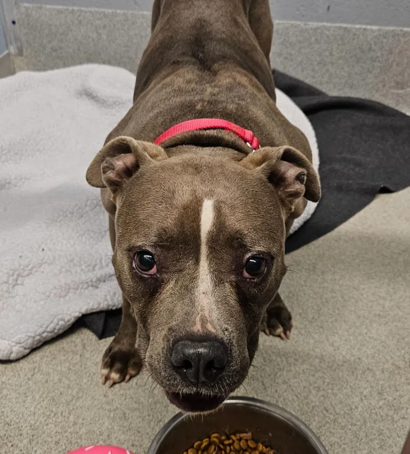 An adult medium-sized female Pit Bull Terrier dog named Indie for adoption in Bloomington, IN