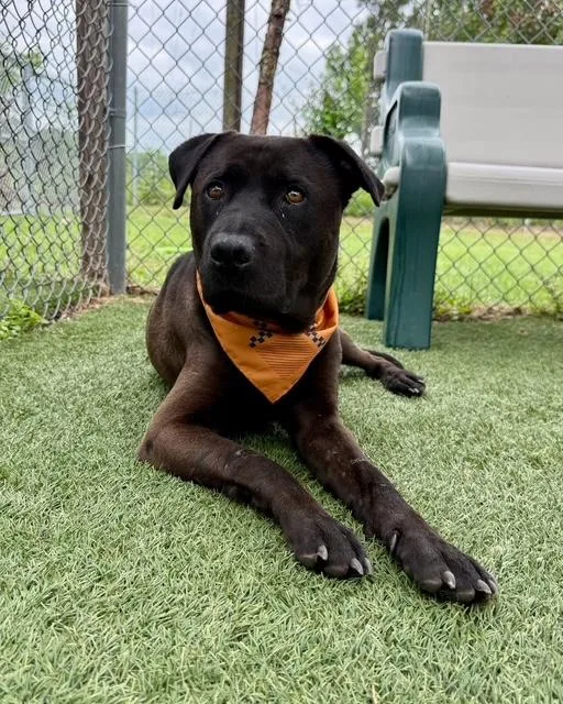 Gary Black Lab Mix