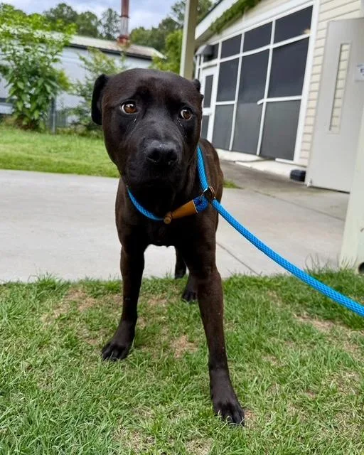 Gary Black Lab Mix thumbnail 3