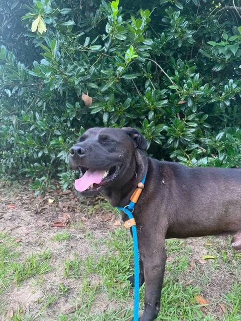 Gary Black Lab Mix thumbnail 4