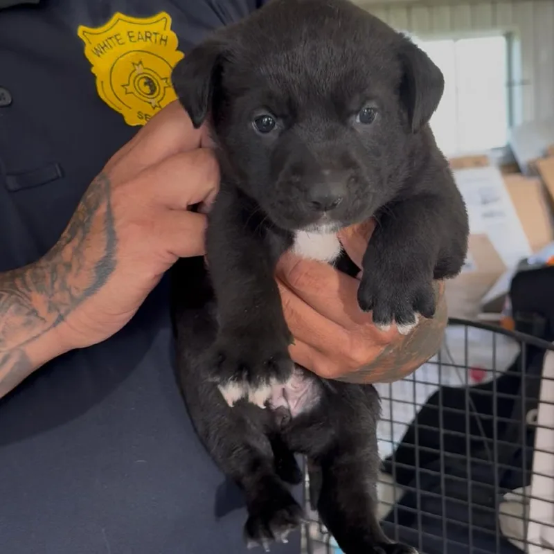A baby small-sized female Black Pit Bull Terrier dog named Hohnie for adoption in Detroit Lakes, MN