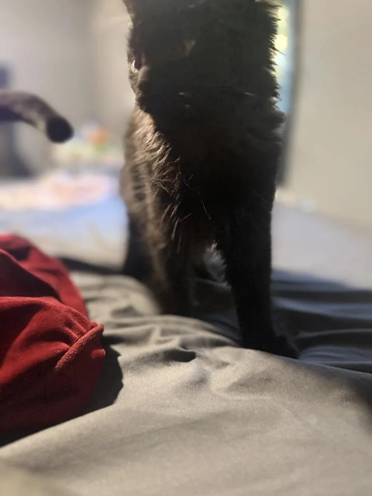 A baby small-sized male Black & White / Tuxedo Domestic Short Hair cat named Pipp for adoption in Lincoln Park, MI
