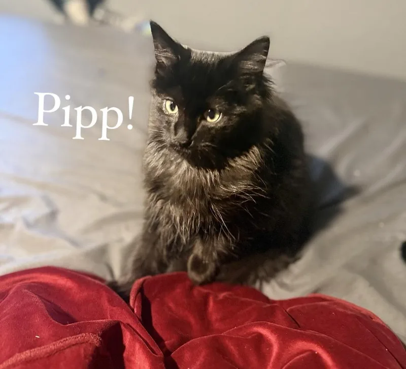 Pipp thumbnail 2