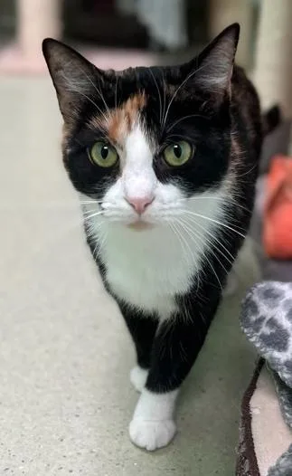 An adult medium-sized female Calico Calico cat named Eartha for adoption in Cincinnati, OH