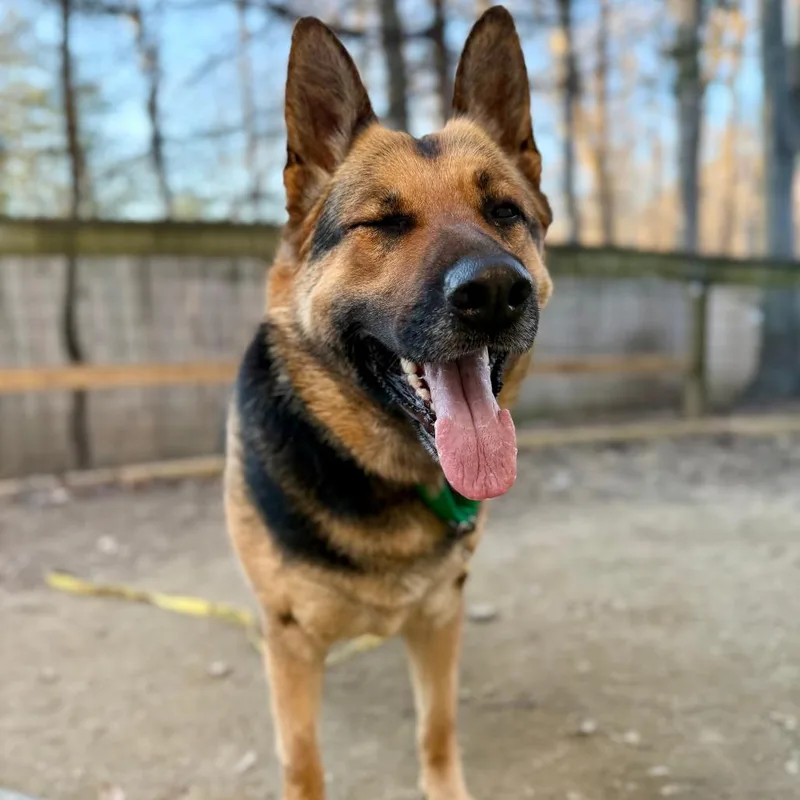 An adult large-sized female Black German Shepherd Dog dog named Ava for adoption in West Chester, PA