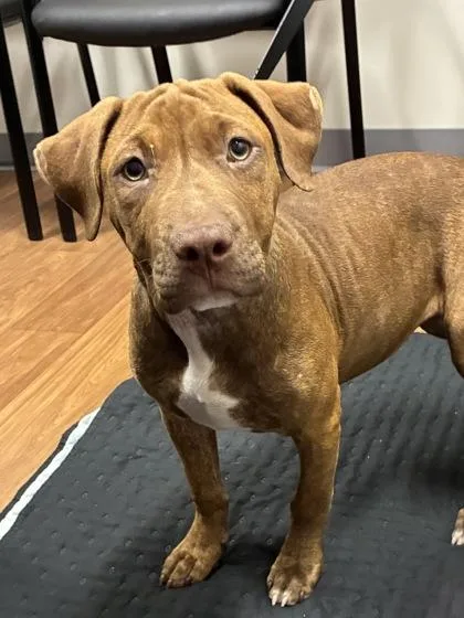 A baby small-sized female Mastiff dog named Oh No for adoption in Mason, MI