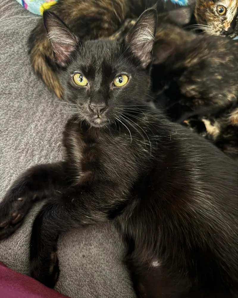 A young medium-sized male Domestic Short Hair cat named Austin for adoption in Guthrie, OK