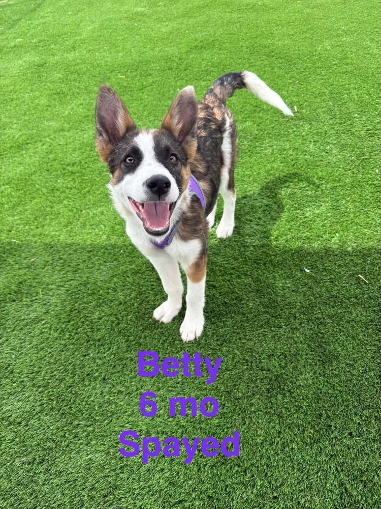 A young medium-sized female Shepherd dog named Betty for adoption in Evergreen, CO