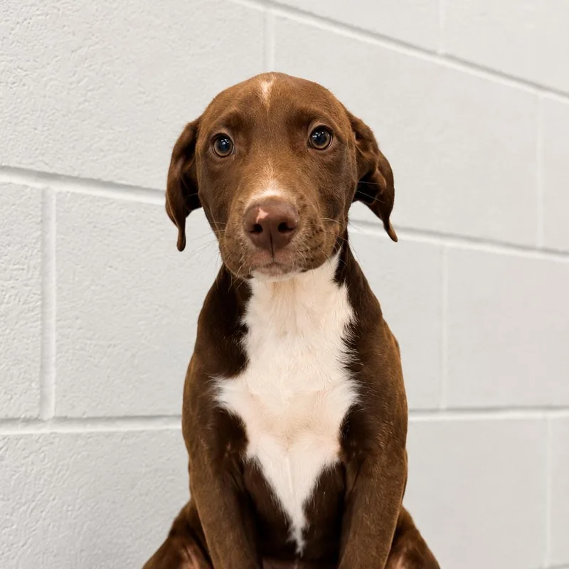 A young medium-sized male Labrador Retriever dog named Klein Weeks for adoption in Sterling, MA