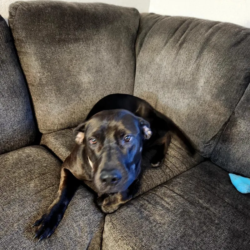 An adult large-sized female Black Labrador Retriever dog named Pumpkin D for adoption in Minneapolis, MN