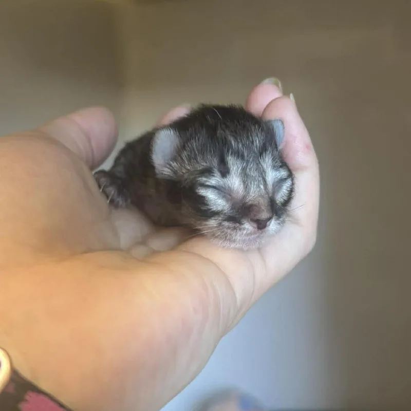 Baby Vee thumbnail 2