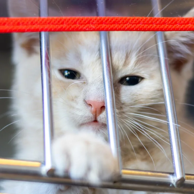 A baby small-sized male Domestic Short Hair cat named Freddy Purrcury for adoption in Wilmington, DE