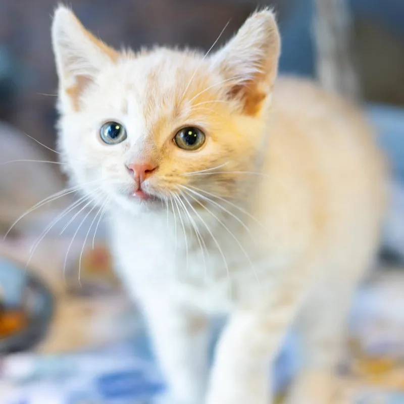 Freddy Purrcury thumbnail 3