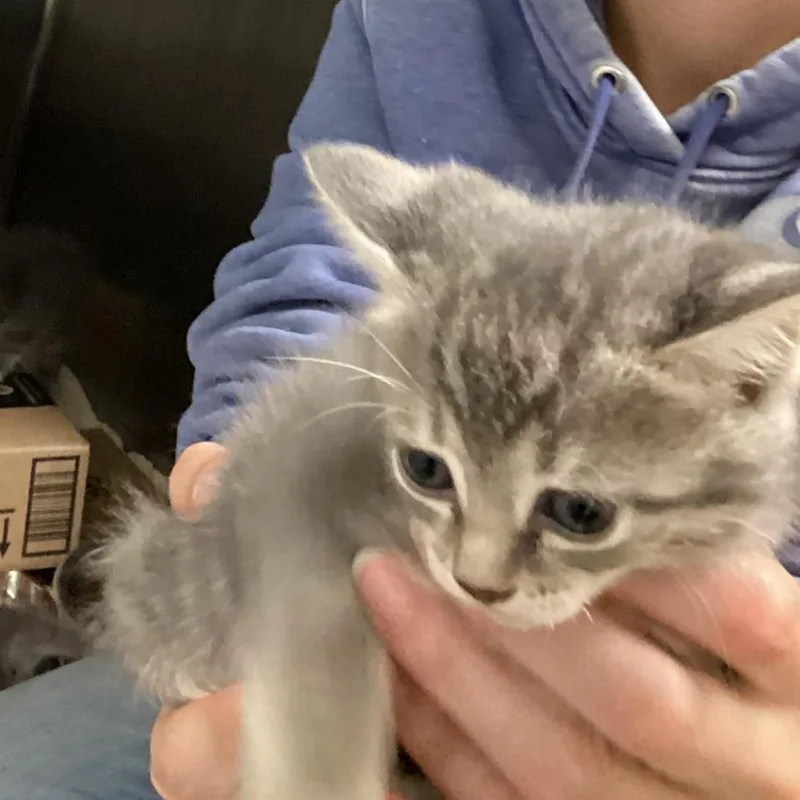 A baby small-sized female Domestic Short Hair cat named Cypress for adoption in Pittsford, VT