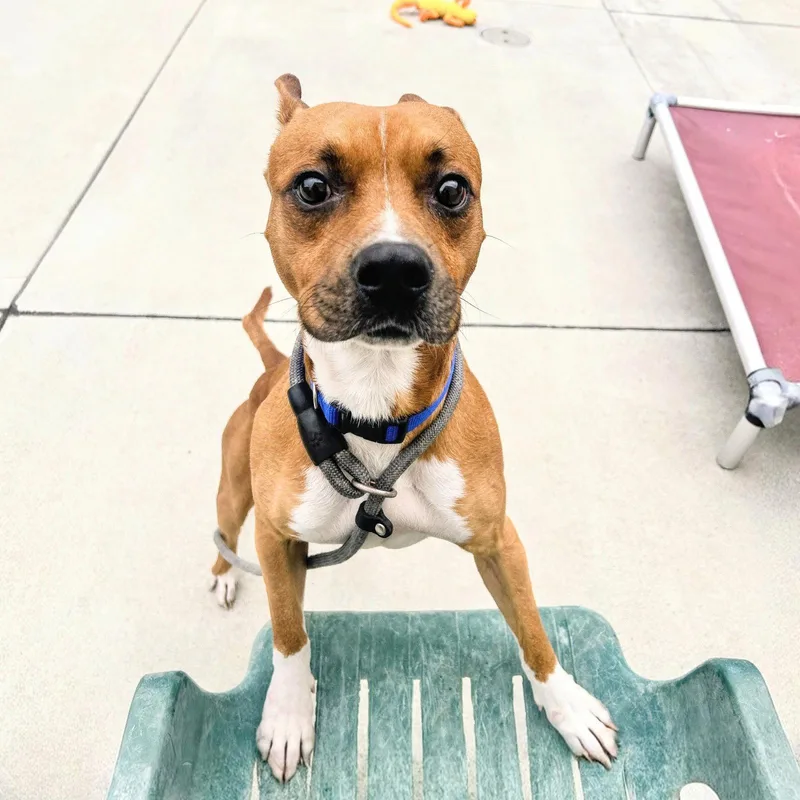 A young medium-sized male Pit Bull Terrier dog named Oshin for adoption in Oakland, CA