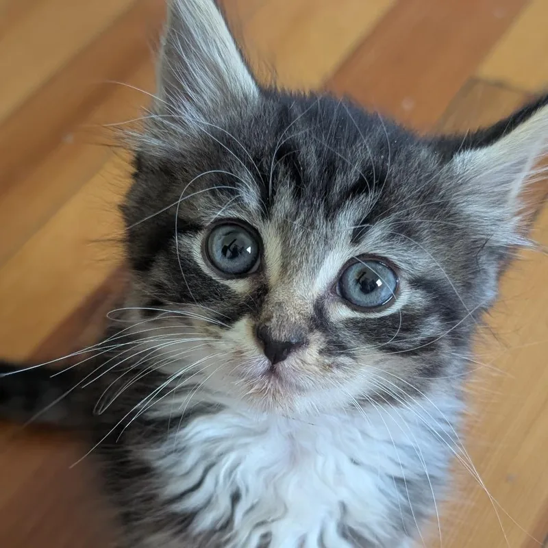A baby small-sized male Brown / Chocolate Domestic Medium Hair cat named Willow for adoption in Baltimore, MD