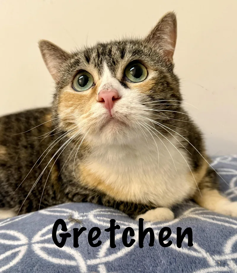 An adult medium-sized female Calico Domestic Short Hair cat named Gretchen for adoption in Frewsburg, NY
