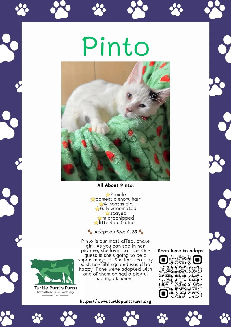 A young medium-sized female Domestic Short Hair cat named Pinto for adoption in Pittsboro, NC