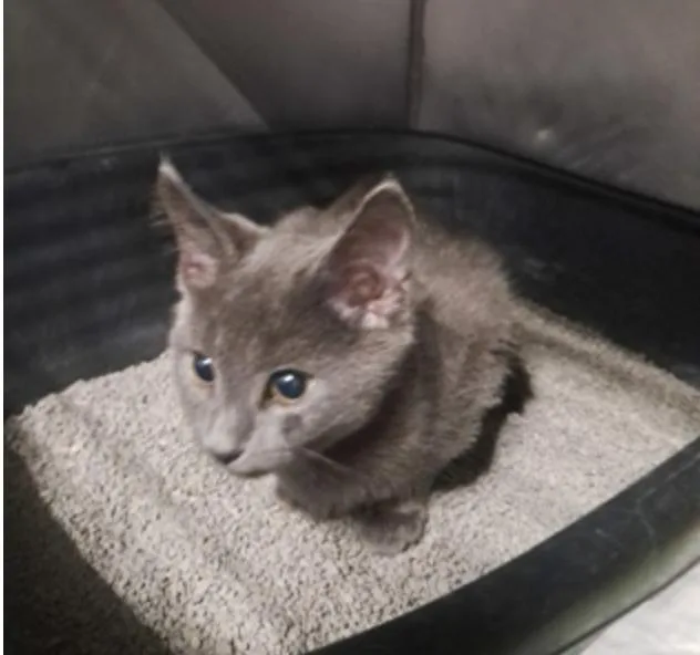 A young small-sized male Gray / Blue / Silver Domestic Short Hair cat named Chardonnay for adoption in Marshall, NC