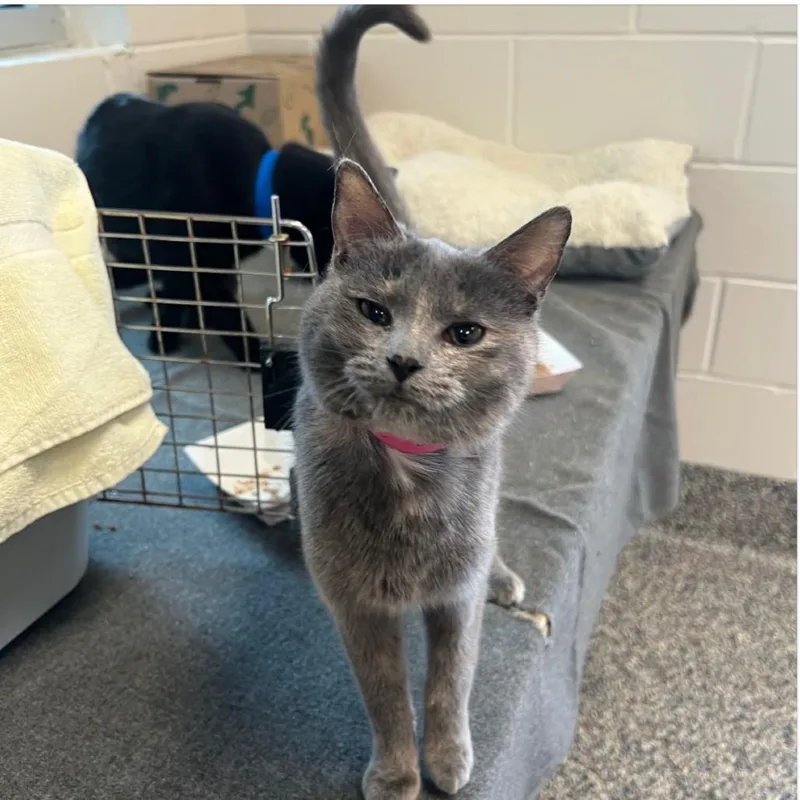 A young small-sized female Tortoiseshell Domestic Short Hair cat named Iris for adoption in Fairport, NY