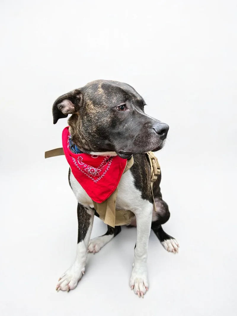 A young large-sized male Brindle Pit Bull Terrier dog named Fletch for adoption in Ventura, CA