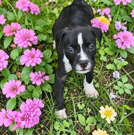 A baby medium-sized male Black Pit Bull Terrier dog named Hal for adoption in Fort Worth, TX